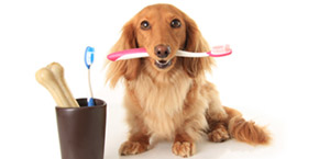 dog teeth cleaning Fountain Hills